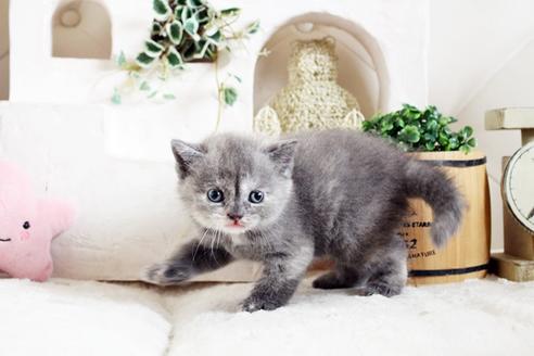 成約済の佐賀県のスコティッシュフォールド-13790の4枚目