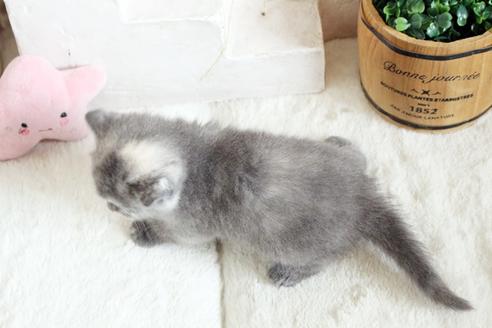 成約済の佐賀県のスコティッシュフォールド-13790の2枚目