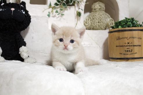 成約済の佐賀県のスコティッシュフォールド-13791