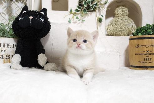 成約済の佐賀県のスコティッシュフォールド-13791の5枚目