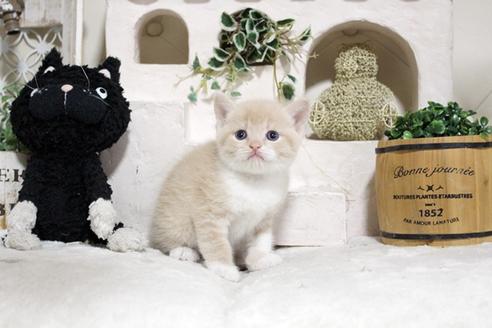 成約済の佐賀県のスコティッシュフォールド-13791の4枚目