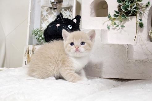 成約済の佐賀県のスコティッシュフォールド-13791の3枚目