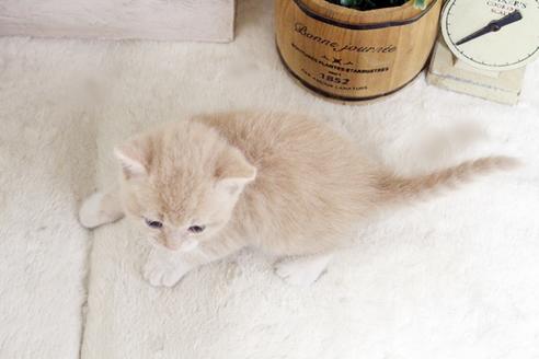 成約済の佐賀県のスコティッシュフォールド-13791の2枚目