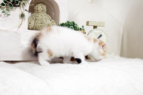 成約済の佐賀県のスコティッシュフォールド-13794の3枚目