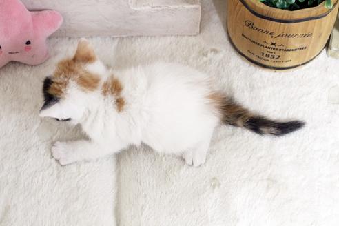 成約済の佐賀県のスコティッシュフォールド-13794の2枚目