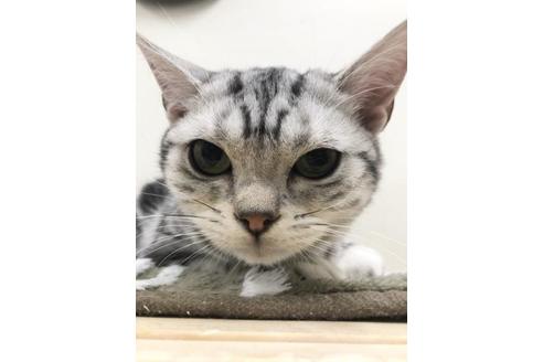 アメリカンショートヘア 子猫id の詳細情報 佐賀県 女の子 06 19生まれ シルバータビー 子猫ブリーダーナビ アメリカンショートヘア 子猫id の詳細情報 佐賀県 女の子 06 19生まれ シルバータビー 子猫ブリーダーナビ