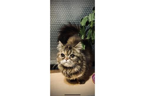 大阪府のミヌエット 女の子 08 11生まれ トーティ 子猫id 子猫ブリーダーナビ 大阪府のミヌエット 女の子 08 11生まれ トーティ 子猫id 子猫ブリーダーナビ