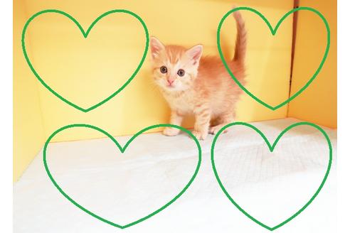 成約済の東京都のマンチカン-13825の1枚目