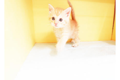 成約済の東京都のマンチカン-13825の2枚目