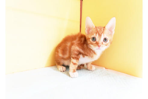 成約済の東京都のマンチカン-13827の2枚目