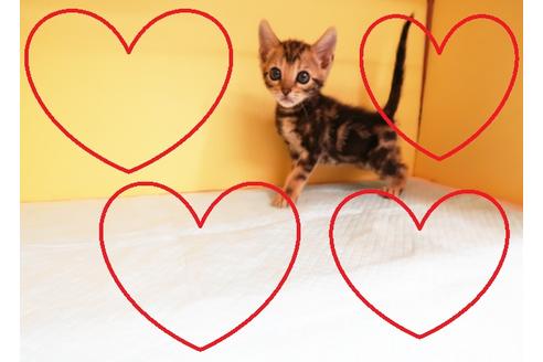 成約済の東京都のベンガル-13828の1枚目