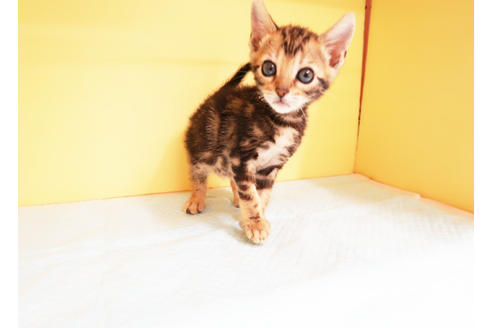 成約済の東京都のベンガル-13828の2枚目