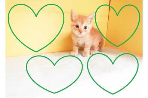 成約済の東京都のマンチカン-13829の1枚目