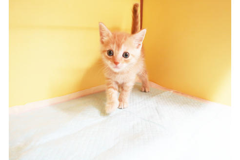 成約済の東京都のマンチカン-13829の2枚目