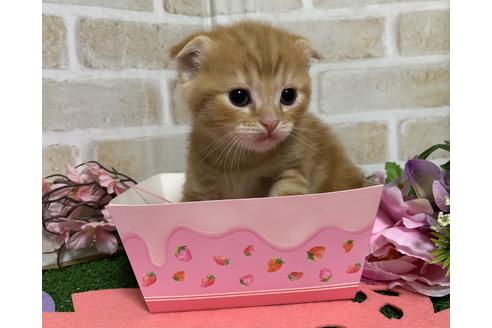 成約済の埼玉県のスコティッシュフォールド-13839の18枚目