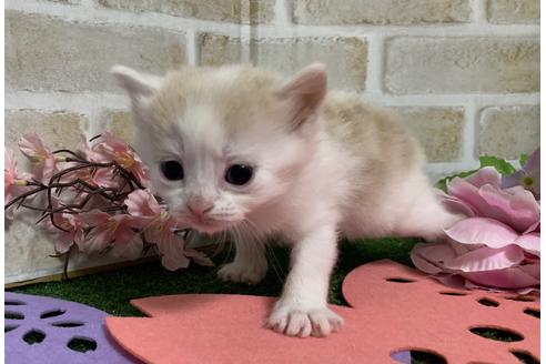 成約済の埼玉県のスコティッシュフォールド-13840の35枚目