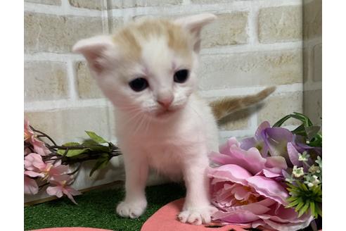 成約済の埼玉県のスコティッシュフォールド-13841の5枚目