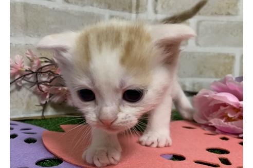 成約済の埼玉県のスコティッシュフォールド-13841の4枚目