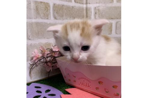 成約済の埼玉県のスコティッシュフォールド-13841の3枚目