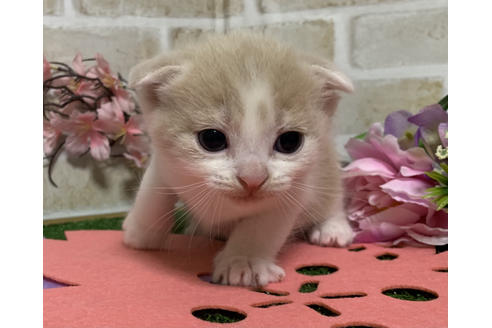 成約済の埼玉県のスコティッシュフォールド-13843の4枚目