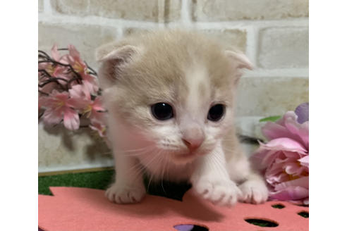 成約済の埼玉県のスコティッシュフォールド-13843の2枚目