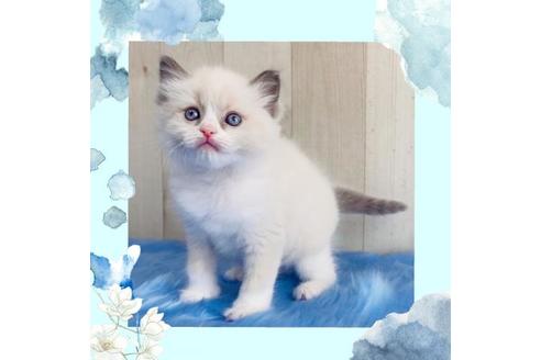 成約済の大阪府のラグドール-13855の6枚目