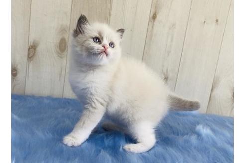 成約済の大阪府のラグドール-13855の5枚目