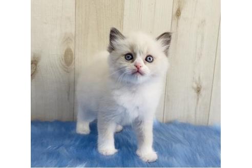 成約済の大阪府のラグドール-13855の4枚目