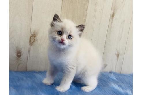 成約済の大阪府のラグドール-13855の3枚目