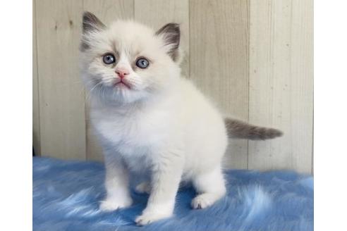 成約済の大阪府のラグドール-13855の1枚目