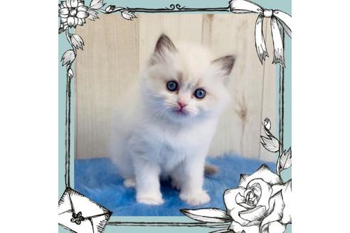 成約済の大阪府のラグドール-13856の6枚目