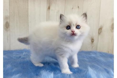 成約済の大阪府のラグドール-13856の5枚目