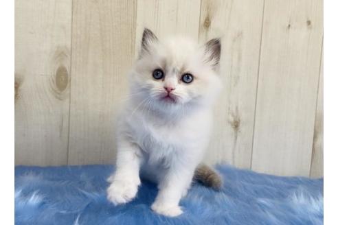 成約済の大阪府のラグドール-13856の4枚目