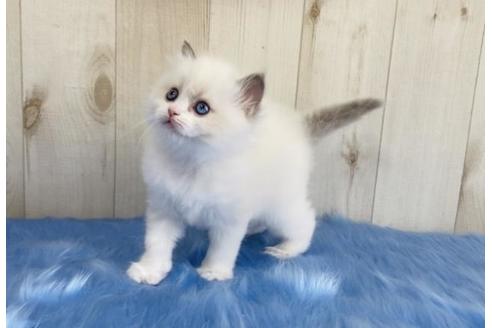 成約済の大阪府のラグドール-13856の3枚目