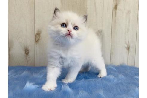 成約済の大阪府のラグドール-13856の2枚目