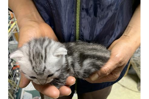 成約済の岐阜県のアメリカンショートヘア-13890の3枚目