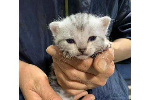 成約済の岐阜県のアメリカンショートヘア-13892の9枚目