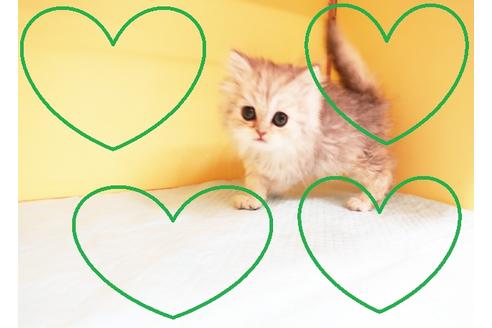 成約済の東京都のペルシャ-13895の1枚目