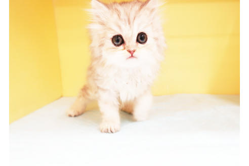 成約済の東京都のペルシャ-13895の2枚目