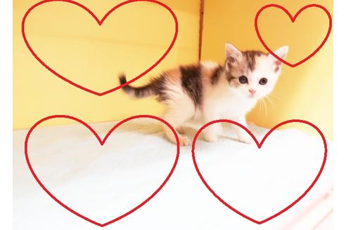 成約済の東京都のスコティッシュフォールド-13896