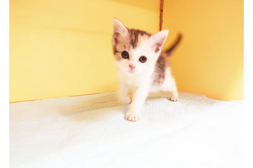 成約済の東京都のスコティッシュフォールド-13896の2枚目