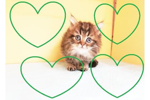 成約済の東京都のミヌエット-13897