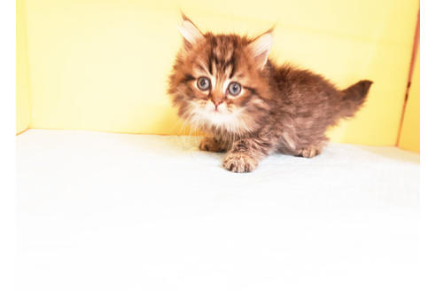 成約済の東京都のミヌエット-13897の2枚目