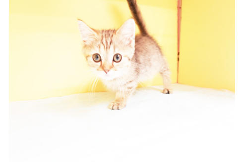 成約済の東京都のマンチカン-13899の2枚目