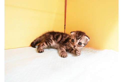 成約済の東京都のスコティッシュフォールド-13900の2枚目