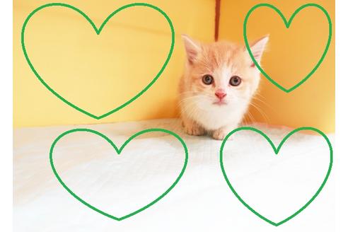 成約済の東京都のスコティッシュフォールド-13902の1枚目