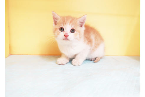 成約済の東京都のスコティッシュフォールド-13902の2枚目