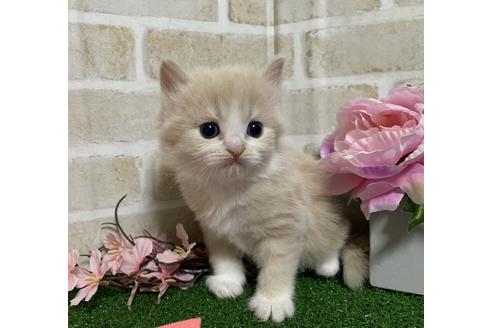 成約済の埼玉県のスコティッシュフォールド-13920の18枚目