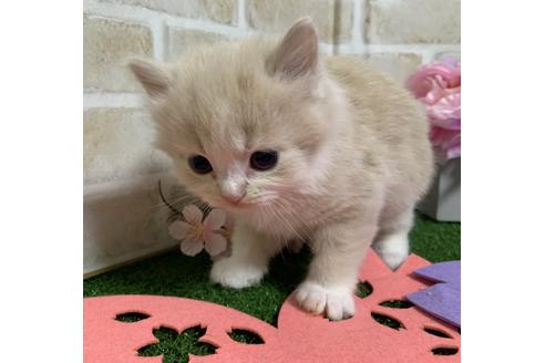 成約済の埼玉県のスコティッシュフォールド-13920の15枚目