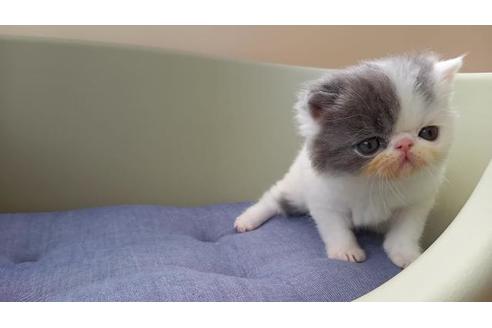 岐阜県のエキゾチックショートヘア 男の子 21 03 02生まれ ブルー ホワイト 子猫id 子猫ブリーダーナビ